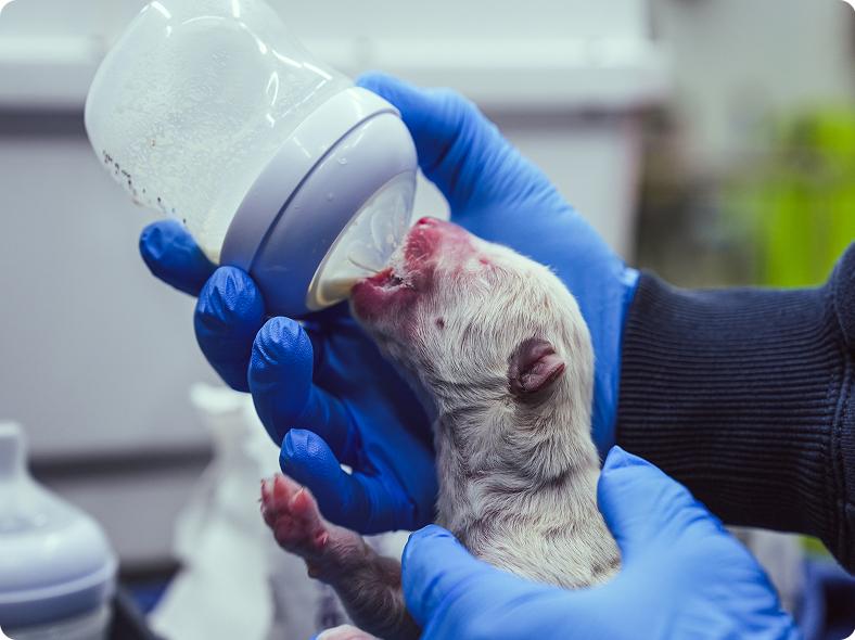 O companie biotech anunță că a înviat în laborator lupii dispăruți acum 10.000 de ani. Urmează mamuţii lânoşi 963274