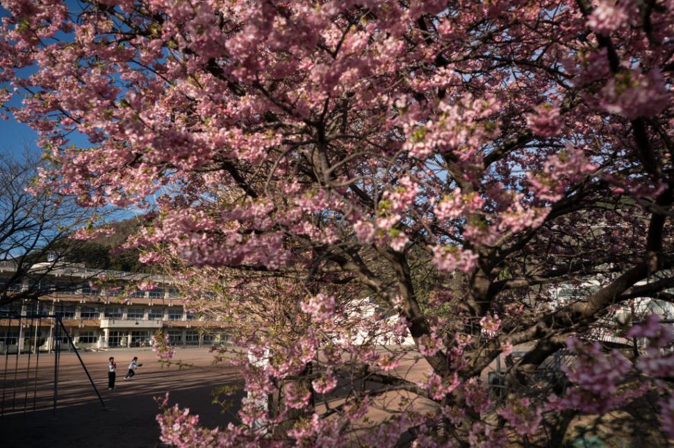 Celebrii cireși înfloriți din Japonia sunt în pericol: Niponii au creat o aplicație cu AI pentru a salva pomii și a proteja „sakura” 963610