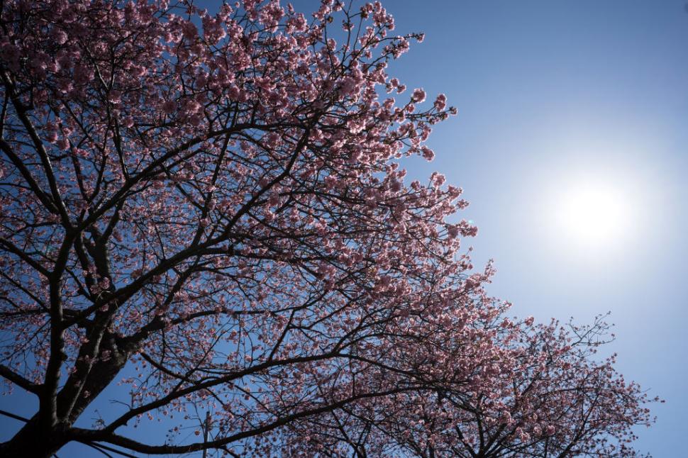 Celebrii cireși înfloriți din Japonia sunt în pericol: Niponii au creat o aplicație cu AI pentru a salva pomii și a proteja „sakura” 963612