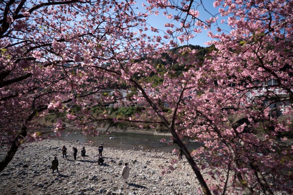 Celebrii cireși înfloriți din Japonia sunt în pericol: Niponii au creat o aplicație cu AI pentru a salva pomii și a proteja „sakura” 963615