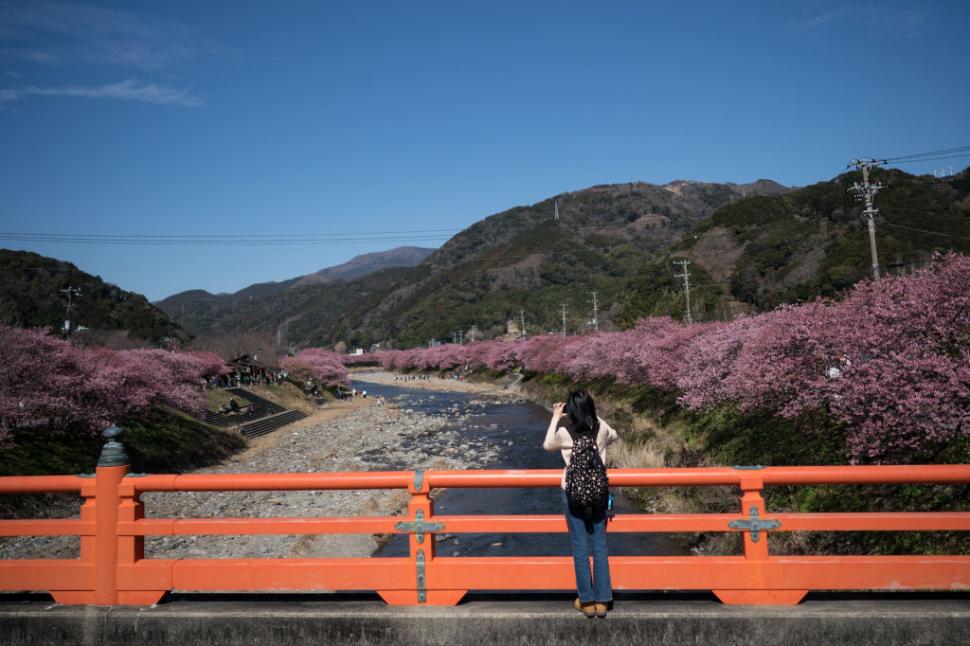 Celebrii cireși înfloriți din Japonia sunt în pericol: Niponii au creat o aplicație cu AI pentru a salva pomii și a proteja „sakura” 963618