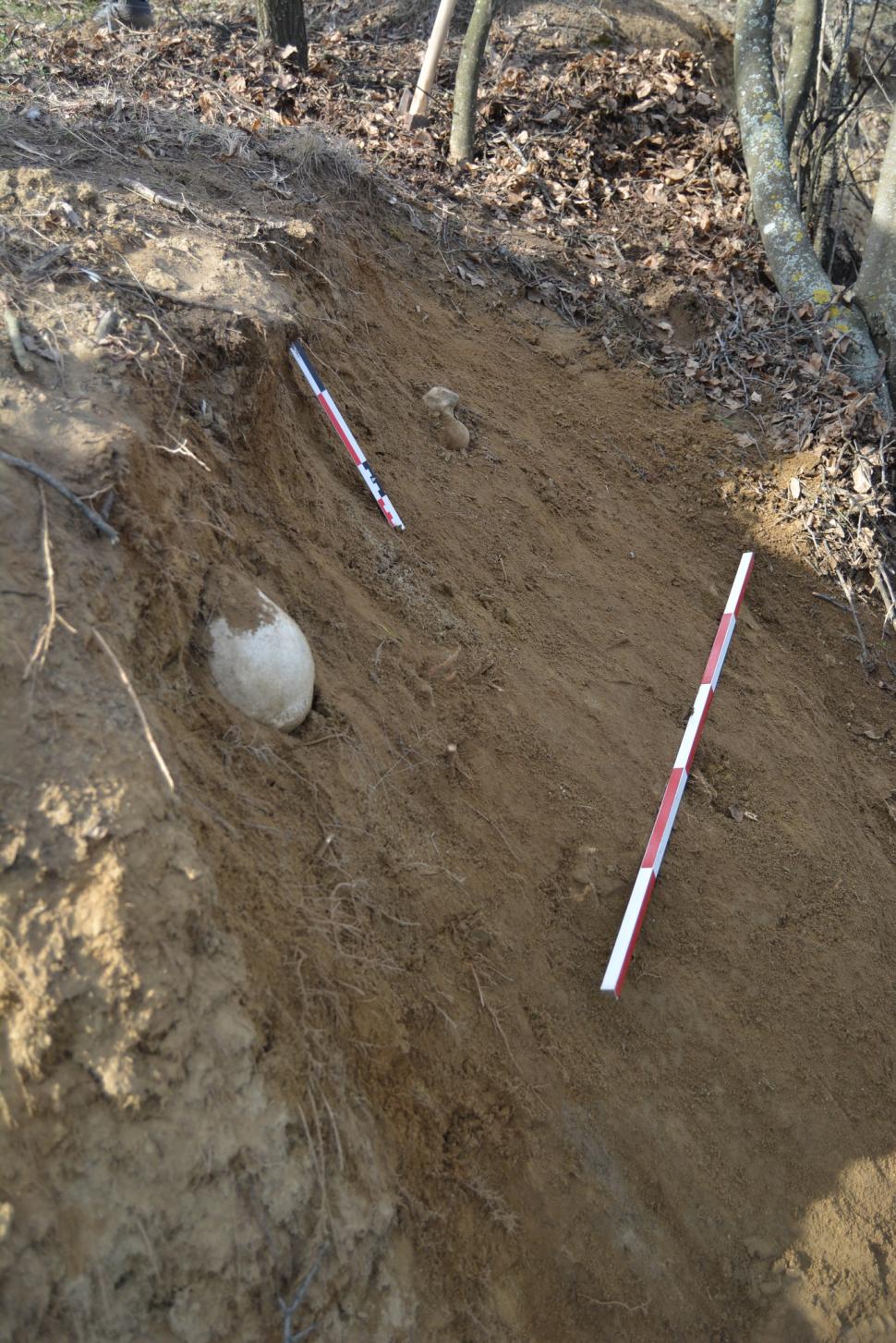 Un bărbat a găsit un craniu uman pe un deal în Prahova, apoi i-a anunțat pe arheologi. Savanții au fost uimiți când i-au aflat vechimea 964102