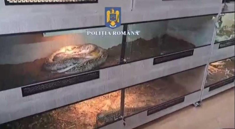 Ca să scape de o fobie, un ploieștean și-a cumpărat 150 de tarantule, șerpi și reptile. Ce amendă a primit 964276