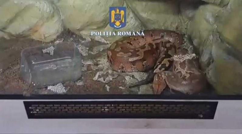 Ca să scape de o fobie, un ploieștean și-a cumpărat 150 de tarantule, șerpi și reptile. Ce amendă a primit 964277
