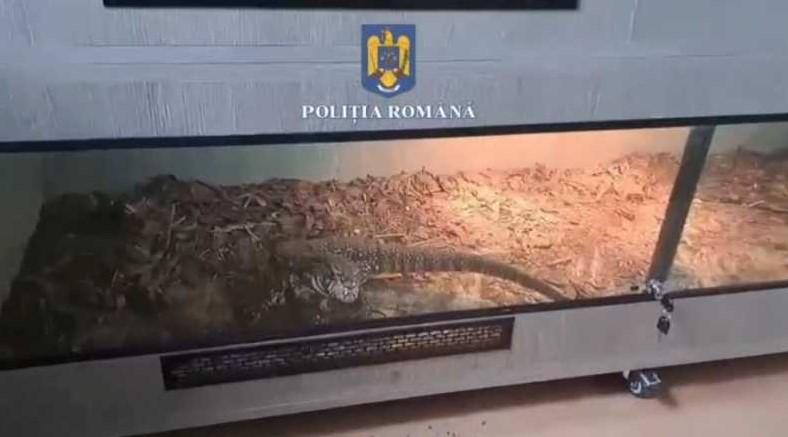 Ca să scape de o fobie, un ploieștean și-a cumpărat 150 de tarantule, șerpi și reptile. Ce amendă a primit 964279