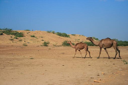 Deșertul care înverzește pe zi ce trece. Oamenii de știință au aflat ce s-a întâmplat 964218