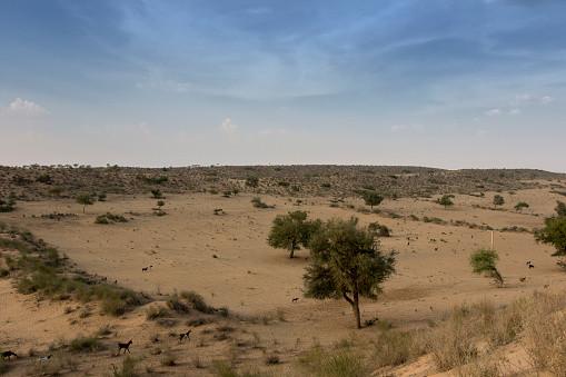 Deșertul care înverzește pe zi ce trece. Oamenii de știință au aflat ce s-a întâmplat 964219