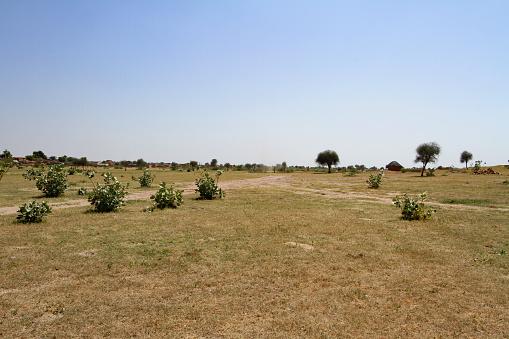 Deșertul care înverzește pe zi ce trece. Oamenii de știință au aflat ce s-a întâmplat 964223