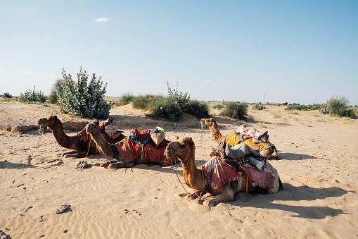 Deșertul care înverzește pe zi ce trece. Oamenii de știință au aflat ce s-a întâmplat 964226