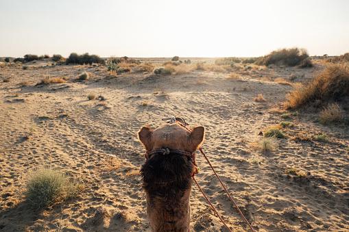 Deșertul care înverzește pe zi ce trece. Oamenii de știință au aflat ce s-a întâmplat 964227