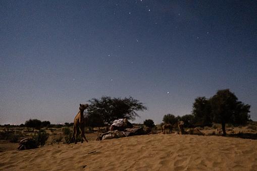 Deșertul care înverzește pe zi ce trece. Oamenii de știință au aflat ce s-a întâmplat 964229