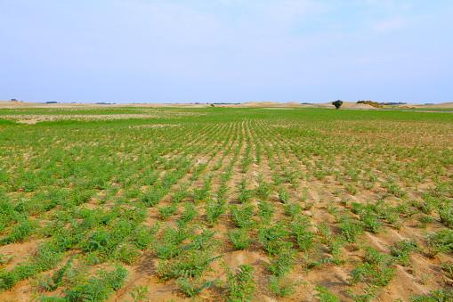 Deșertul care înverzește pe zi ce trece. Oamenii de știință au aflat ce s-a întâmplat 964230