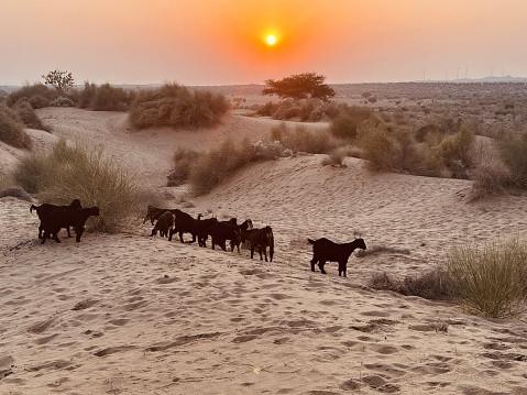 Deșertul care înverzește pe zi ce trece. Oamenii de știință au aflat ce s-a întâmplat 964231