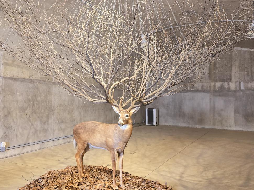 „Nu știe dacă a avut un băiat sau o fată. A murit așa.” Poveștile familiilor despărțite de granița care rupe Coreea în două 964160