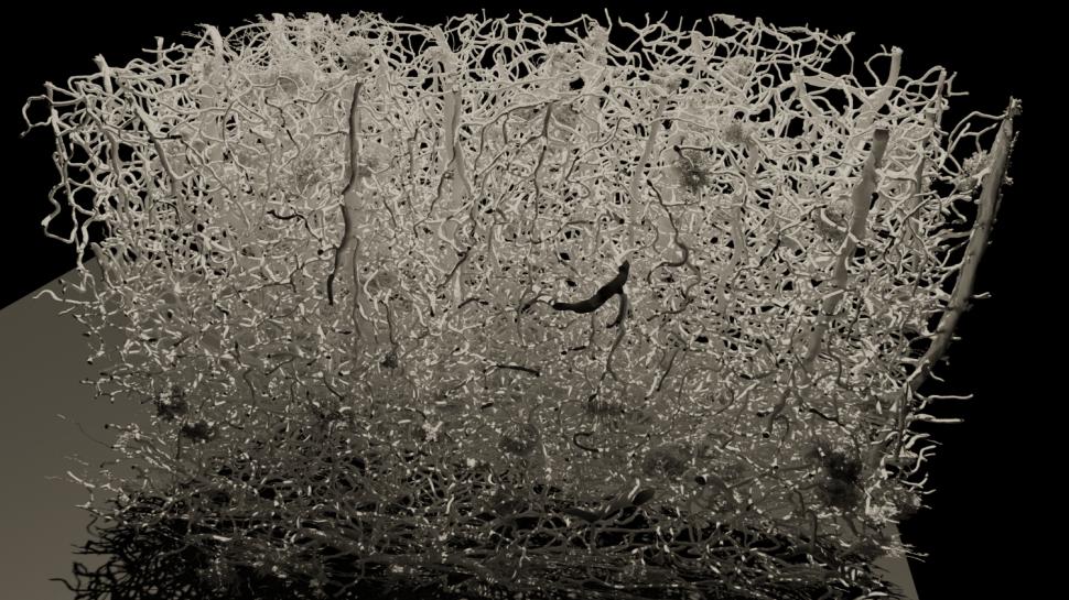 Progres major în neuroștiință, considerat cândva imposibil: Prima hartă exactă 3D a creierului. Cum arată 5,4 km de „cabluri” neuronale 965247