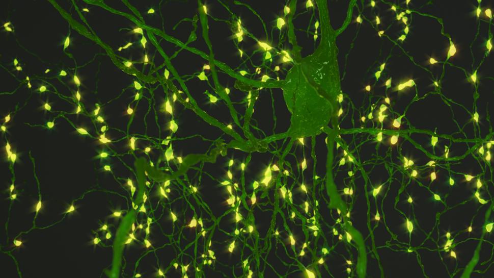 Progres major în neuroștiință, considerat cândva imposibil: Prima hartă exactă 3D a creierului. Cum arată 5,4 km de „cabluri” neuronale 965249
