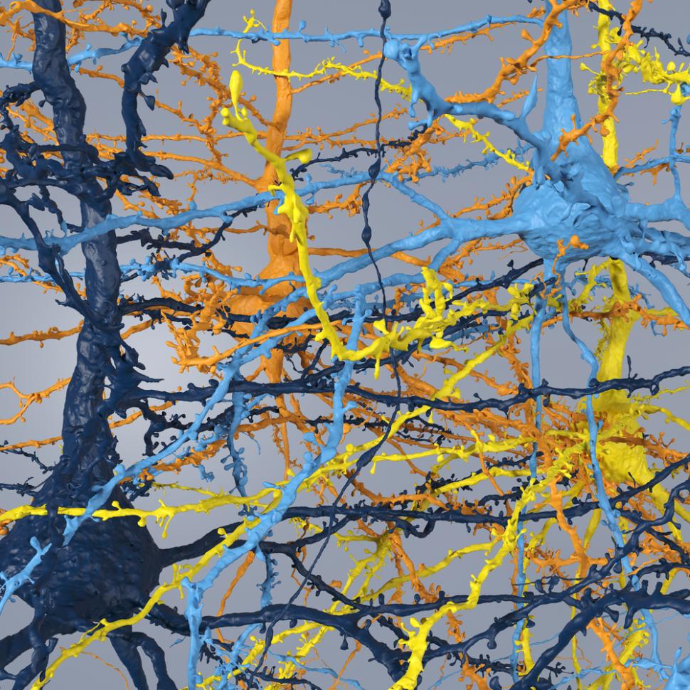 Progres major în neuroștiință, considerat cândva imposibil: Prima hartă exactă 3D a creierului. Cum arată 5,4 km de „cabluri” neuronale 965253