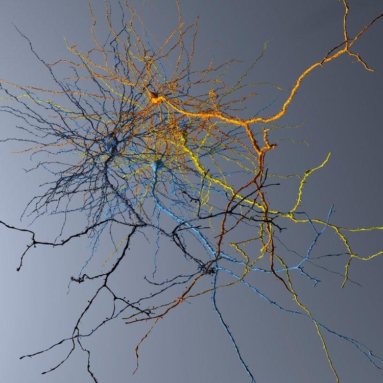 Progres major în neuroștiință, considerat cândva imposibil: Prima hartă exactă 3D a creierului. Cum arată 5,4 km de „cabluri” neuronale 965254