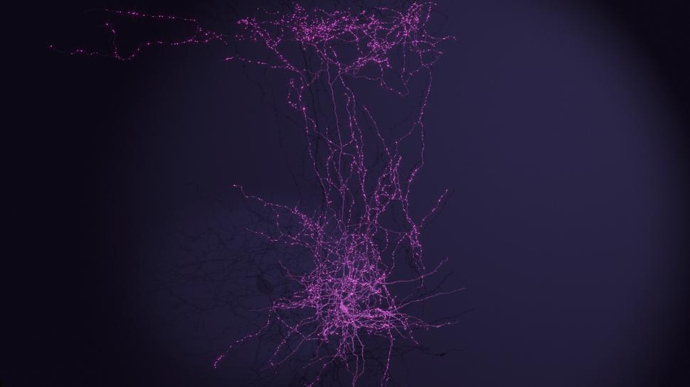 Progres major în neuroștiință, considerat cândva imposibil: Prima hartă exactă 3D a creierului. Cum arată 5,4 km de „cabluri” neuronale 965256