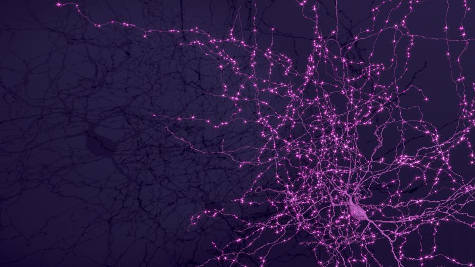 Progres major în neuroștiință, considerat cândva imposibil: Prima hartă exactă 3D a creierului. Cum arată 5,4 km de „cabluri” neuronale 965257