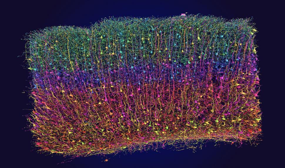 Progres major în neuroștiință, considerat cândva imposibil: Prima hartă exactă 3D a creierului. Cum arată 5,4 km de „cabluri” neuronale 965258