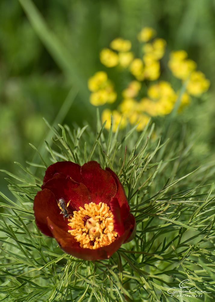 Au înflorit bujorii de stepă într-o rezervație din România unică în Europa. Cum se ajunge acolo și până când se pot vizita 965897