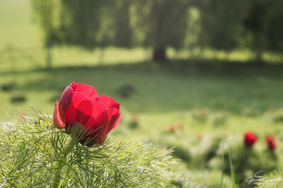 Au înflorit bujorii de stepă într-o rezervație din România unică în Europa. Cum se ajunge acolo și până când se pot vizita 965902