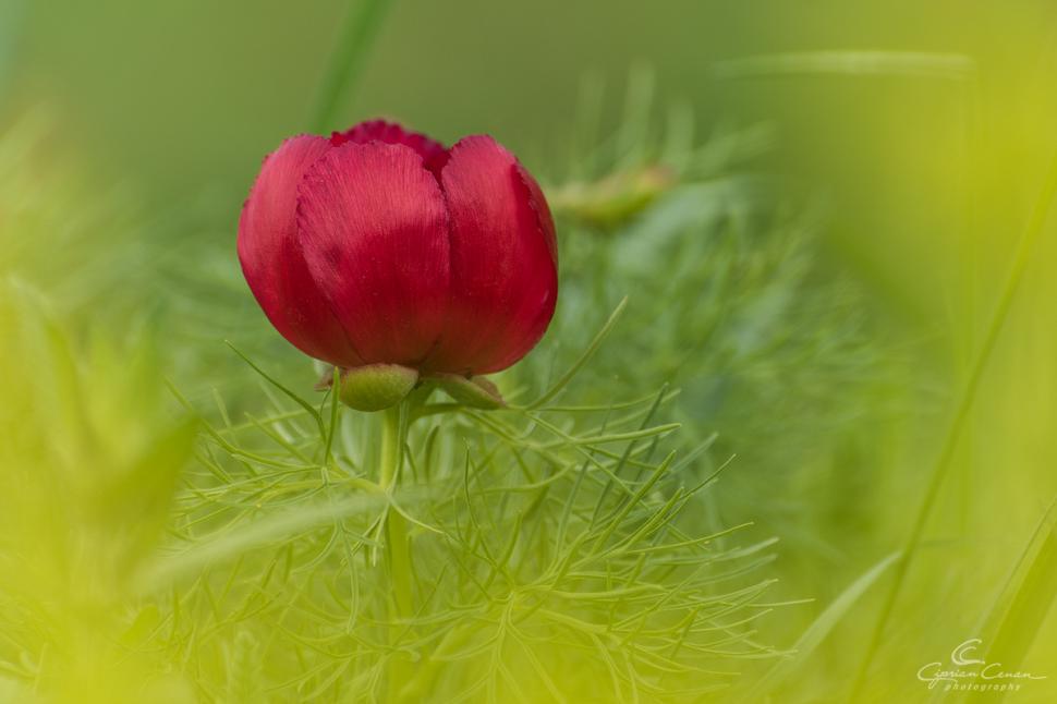 Au înflorit bujorii de stepă într-o rezervație din România unică în Europa. Cum se ajunge acolo și până când se pot vizita 965910