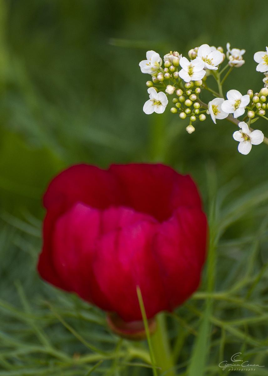 Au înflorit bujorii de stepă într-o rezervație din România unică în Europa. Cum se ajunge acolo și până când se pot vizita 965913