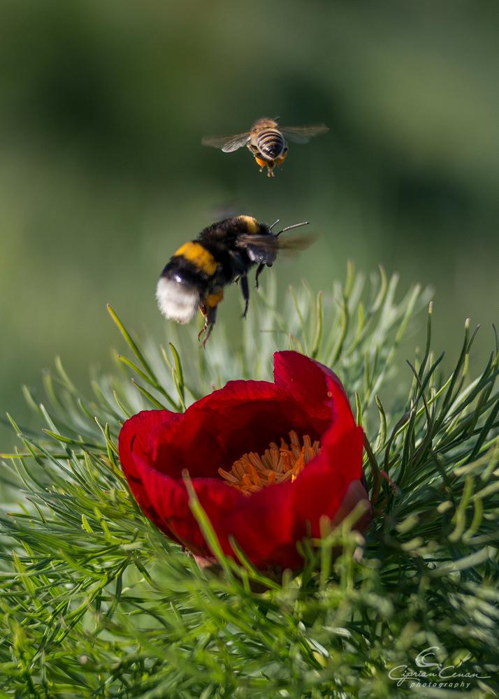 Au înflorit bujorii de stepă într-o rezervație din România unică în Europa. Cum se ajunge acolo și până când se pot vizita 965917