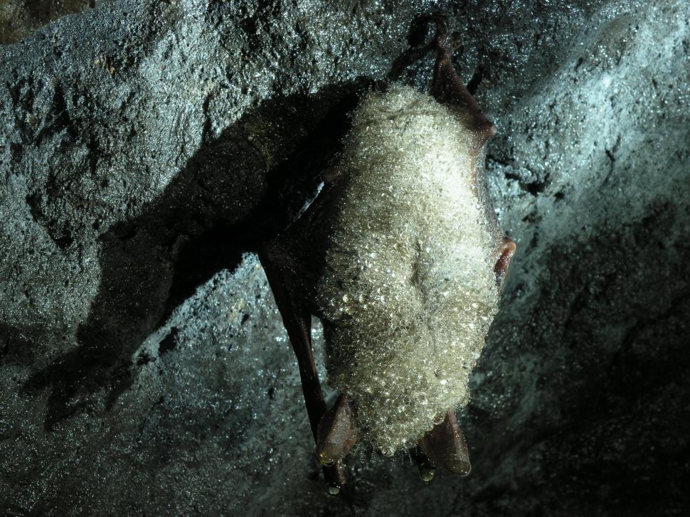 Se redeschide „grădiniţa de lilieci" de la Luşca. De mamifere are grijă un preot speolog: „Nu sunt dracul gol cu aripi negre” 965886