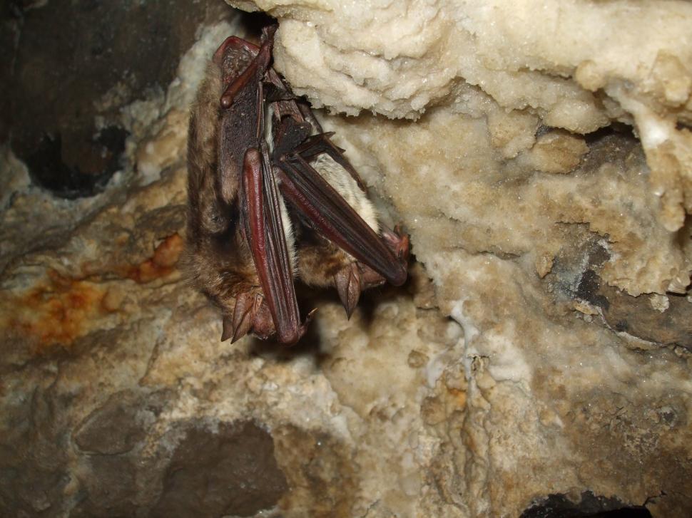 Se redeschide „grădiniţa de lilieci" de la Luşca. De mamifere are grijă un preot speolog: „Nu sunt dracul gol cu aripi negre” 965887