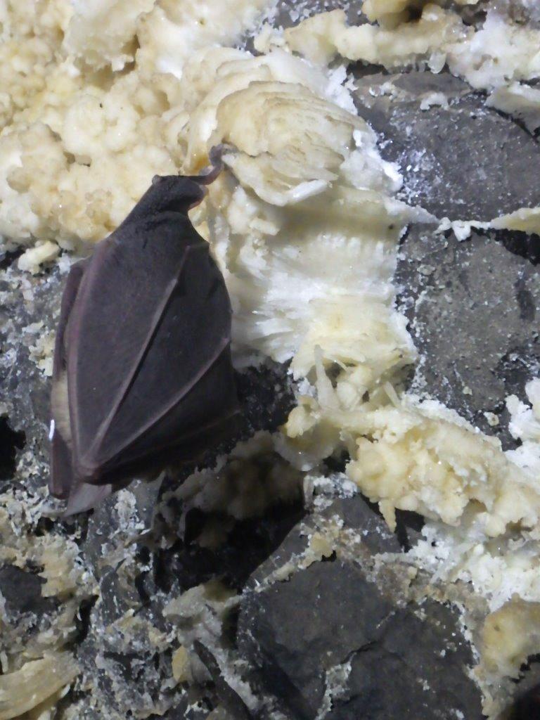 Se redeschide „grădiniţa de lilieci" de la Luşca. De mamifere are grijă un preot speolog: „Nu sunt dracul gol cu aripi negre” 965888