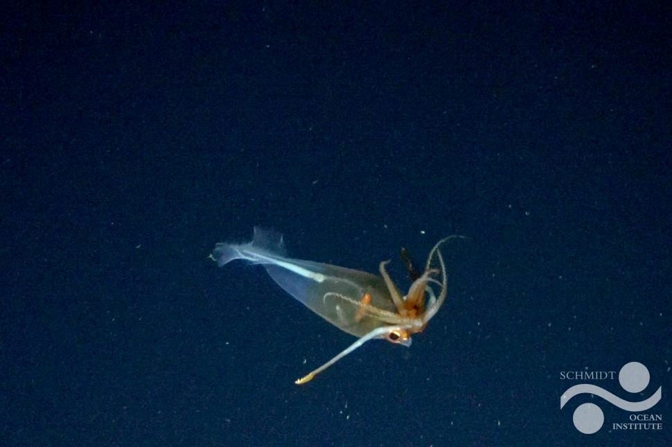 Un calamar gigantic a fost filmat pentru prima dată, la 100 de ani de la descoperirea speciei 965508