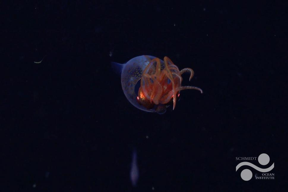 Un calamar gigantic a fost filmat pentru prima dată, la 100 de ani de la descoperirea speciei 965510