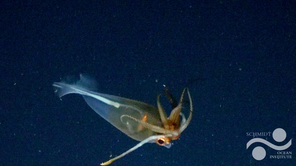 Un calamar gigantic a fost filmat pentru prima dată, la 100 de ani de la descoperirea speciei 965519