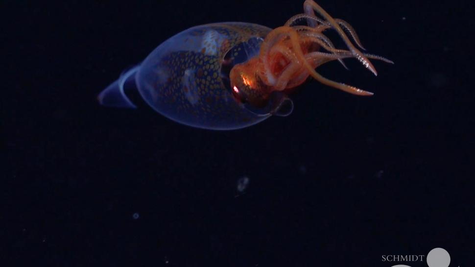 Un calamar gigantic a fost filmat pentru prima dată, la 100 de ani de la descoperirea speciei 965520