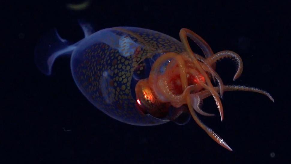 Un calamar gigantic a fost filmat pentru prima dată, la 100 de ani de la descoperirea speciei 965522