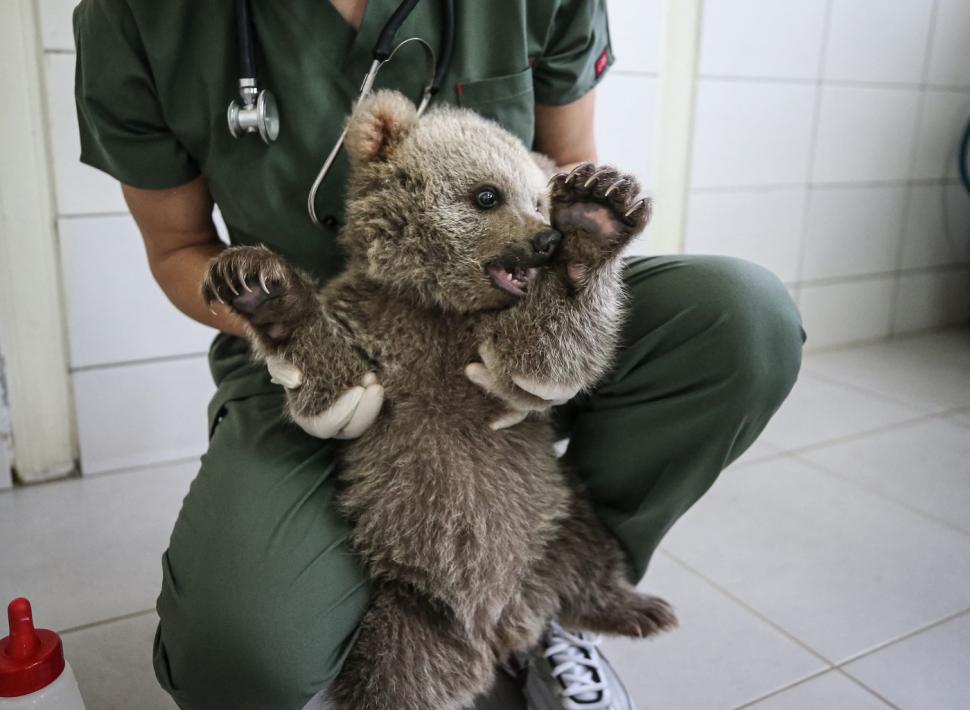 Doi ursuleți găsiți abandonați în pădure au devenit mascotele centrului care i-a salvat 966095