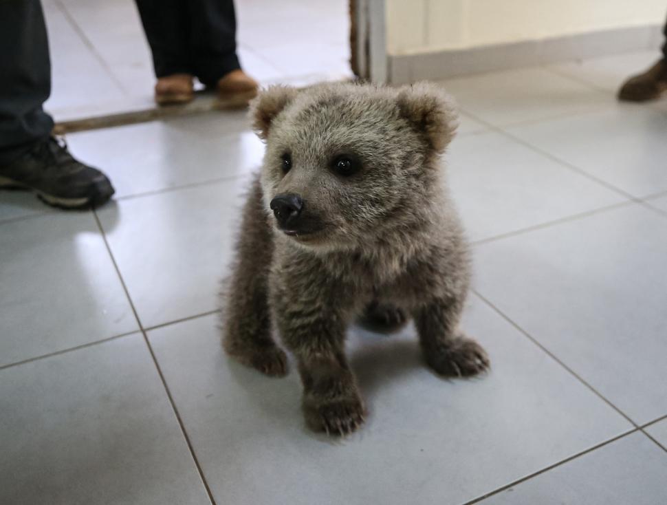 Doi ursuleți găsiți abandonați în pădure au devenit mascotele centrului care i-a salvat 966096