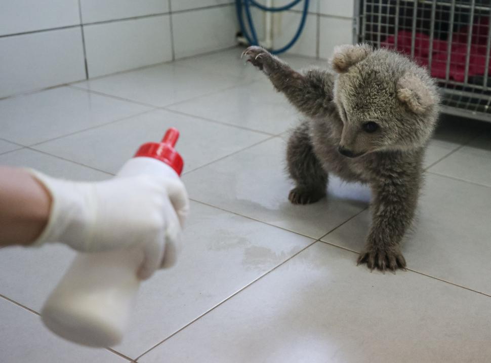 Doi ursuleți găsiți abandonați în pădure au devenit mascotele centrului care i-a salvat 966097