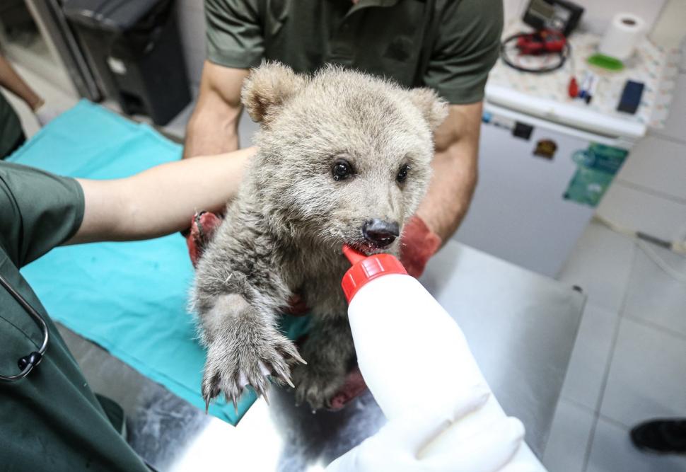 Doi ursuleți găsiți abandonați în pădure au devenit mascotele centrului care i-a salvat 966098