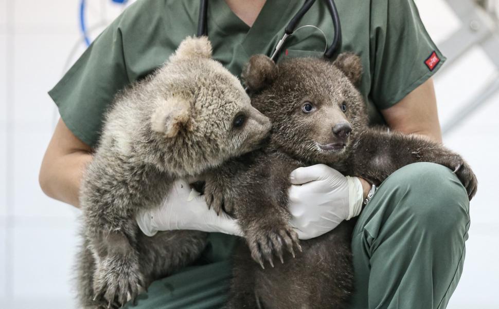 Doi ursuleți găsiți abandonați în pădure au devenit mascotele centrului care i-a salvat 966099