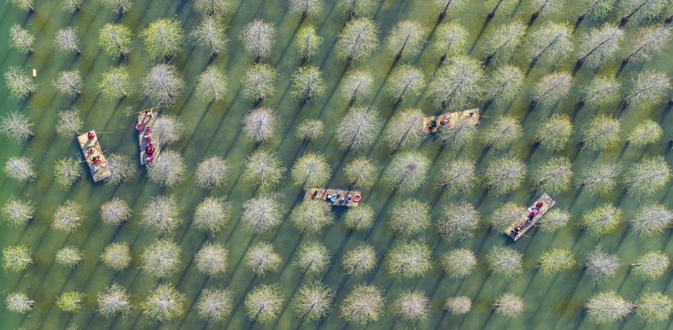 Imagini spectaculoase cu pădurea care plutește. Experiență turistică inedită printre copacii care cresc din apă 966436