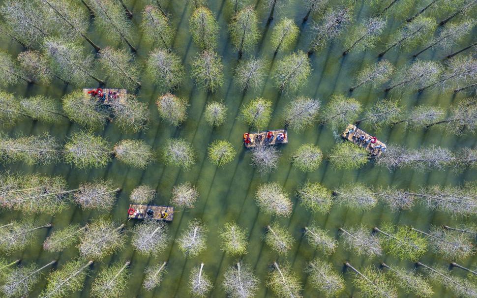 Imagini spectaculoase cu pădurea care plutește. Experiență turistică inedită printre copacii care cresc din apă 966437