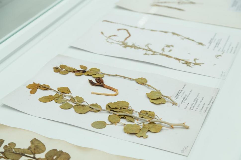 Secretul cel mai bine păstrat al Egiptului. Povestea unuia dintre cele mai frumoase locuri din Cairo și legătura cu un star de cinema 966551