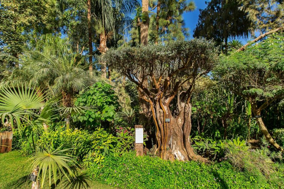 Secretul cel mai bine păstrat al Egiptului. Povestea unuia dintre cele mai frumoase locuri din Cairo și legătura cu un star de cinema 966569