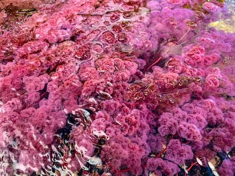 24 de locuri de pe Pământ care nu par reale: munți curcubeu, lacuri roz și peisaje extraterestre 967038