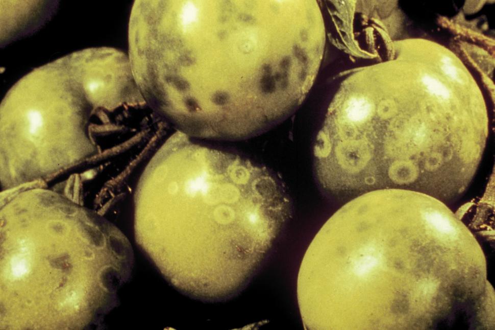   Cum protejezi cultura de tomate - 4 aspecte ale unei abordări moderne  968347