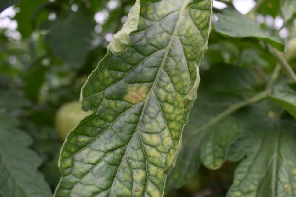   Cum protejezi cultura de tomate - 4 aspecte ale unei abordări moderne  968348